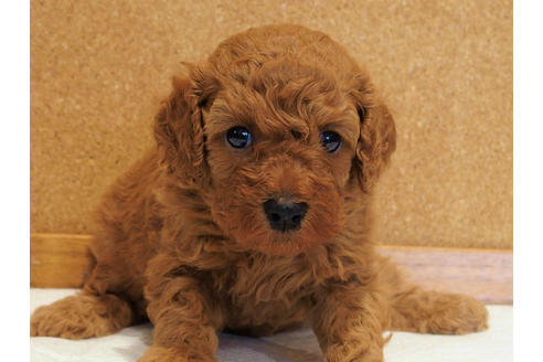 成約済の愛知県のトイプードル-129784の1枚目