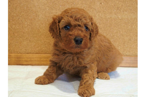 成約済の愛知県のトイプードル-129784の6枚目