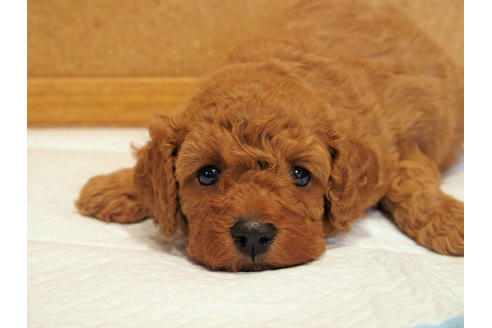 成約済の愛知県のトイプードル-129784の5枚目