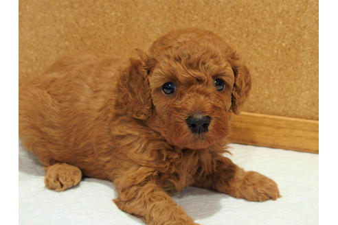 成約済の愛知県のトイプードル-129784の4枚目