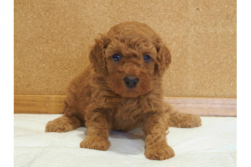 成約済の愛知県のトイプードル-129784の3枚目