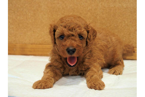 成約済の愛知県のトイプードル-129784の2枚目