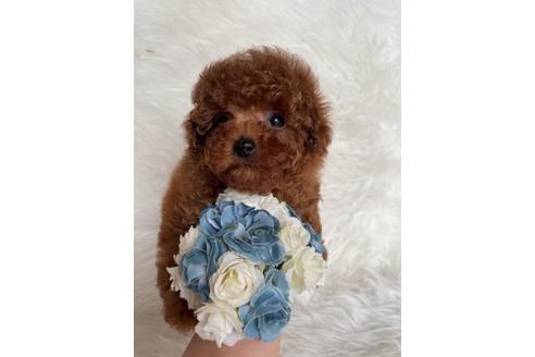 成約済の福岡県のティーカッププードル-123553の13枚目