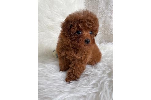 成約済の福岡県のティーカッププードル-123553の12枚目