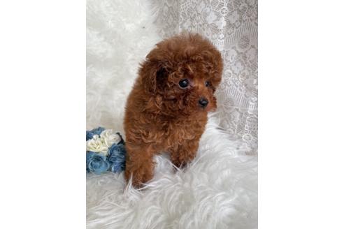 成約済の福岡県のティーカッププードル-123553の11枚目