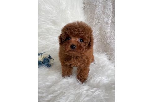 成約済の福岡県のティーカッププードル-123553の10枚目