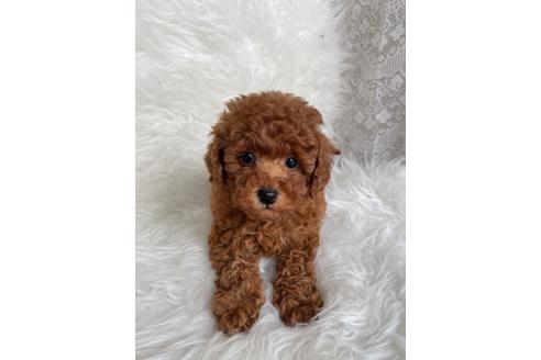 成約済の福岡県のタイニープードル-123543の3枚目