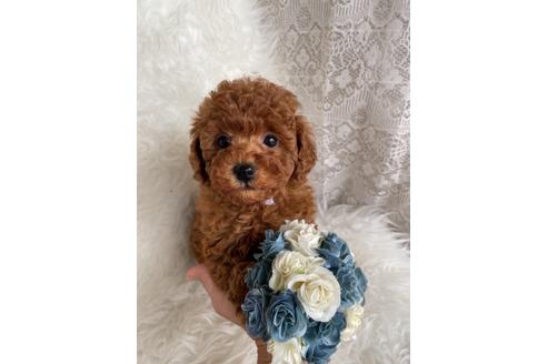 成約済の福岡県のタイニープードル-123543の2枚目