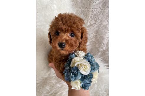 成約済の福岡県のタイニープードル-123543の1枚目