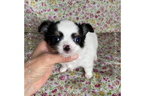 子犬