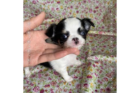 成約済の山口県のチワワ(ロングコート)-127133の4枚目