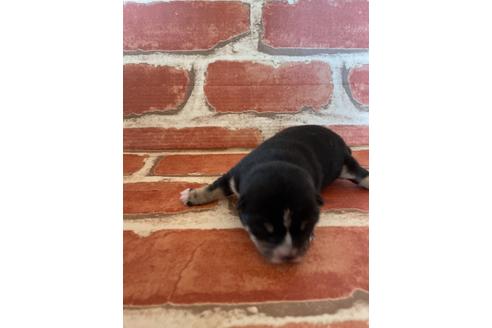 成約済の福岡県の豆柴-129798の11枚目