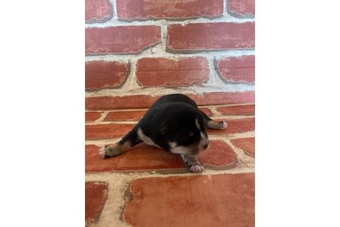 成約済の福岡県の豆柴-129798の12枚目