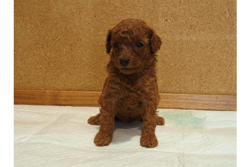 成約済の愛知県のトイプードル-129803の1枚目