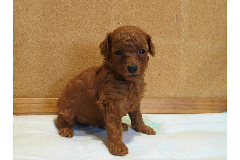 成約済の愛知県のトイプードル-129803の2枚目