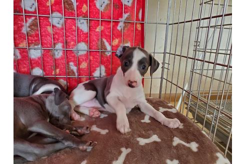 成約済の愛知県のイタリアングレーハウンド(イタグレ)-127926