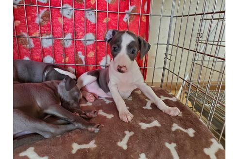 成約済の愛知県のイタリアングレーハウンド(イタグレ)-127926の2枚目