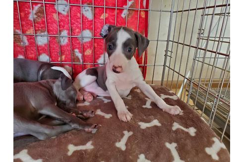 成約済の愛知県のイタリアングレーハウンド(イタグレ)-127926の3枚目