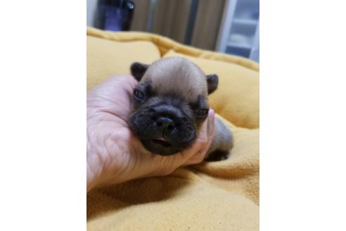 成約済の愛知県のフレンチブルドッグ-129810の7枚目