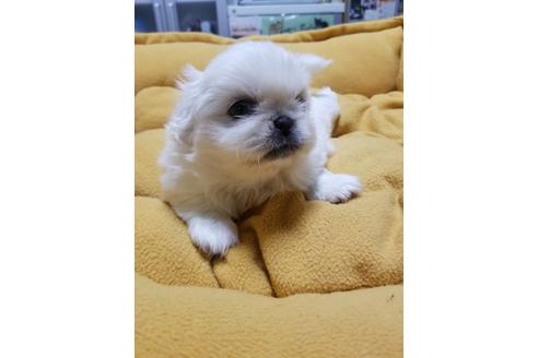 成約済の愛知県のペキニーズ-128207