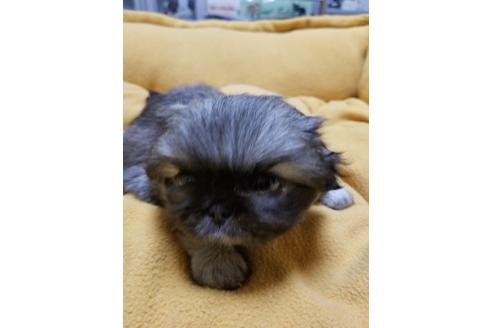 成約済の愛知県のペキニーズ-128208の3枚目