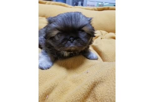 成約済の愛知県のペキニーズ-128208の2枚目