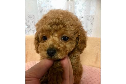 成約済の岡山県のトイプードル-129815の1枚目