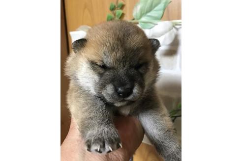 成約済の長崎県の柴犬-129840