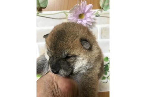 成約済の長崎県の柴犬-129840の3枚目