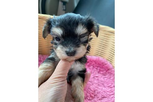 秋田県のミックス犬 女の子 21 03 03生まれ マルキー 抜け毛 体臭ほとんどなく飼育しやすいわんちゃん この子のありのままをご理解いただける方にお譲りします 子犬id ブリーダーナビ 秋田県のミックス犬 女の子 21 03 03生まれ マルキー 抜け毛 体臭ほとんどなく飼育しやすいわんちゃん この子のありのままをご理解いただける方にお譲りします 子犬id ブリーダーナビ