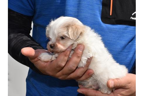 成約済の愛知県のマルチーズ-128203の2枚目