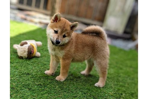 成約済の三重県の柴犬-129889