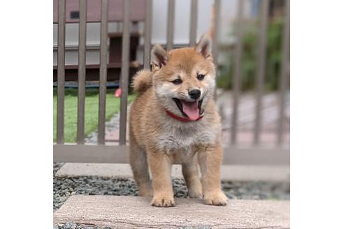成約済の三重県の柴犬-129889の6枚目