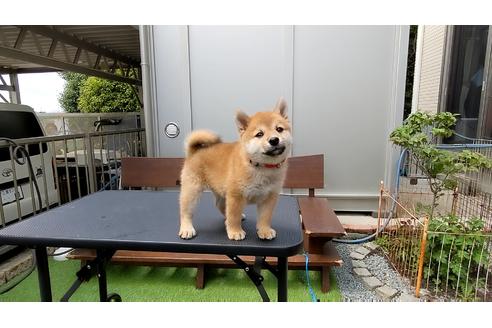 成約済の三重県の柴犬-129889の5枚目