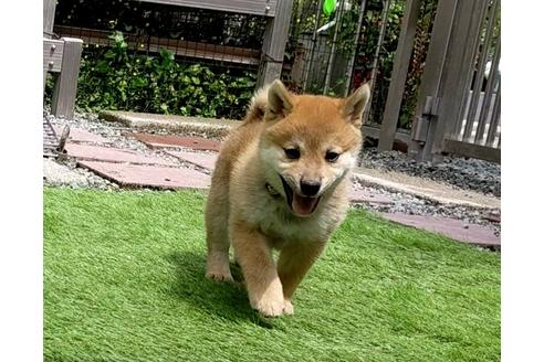 成約済の三重県の柴犬-129889の4枚目