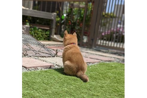 成約済の三重県の柴犬-129889の3枚目