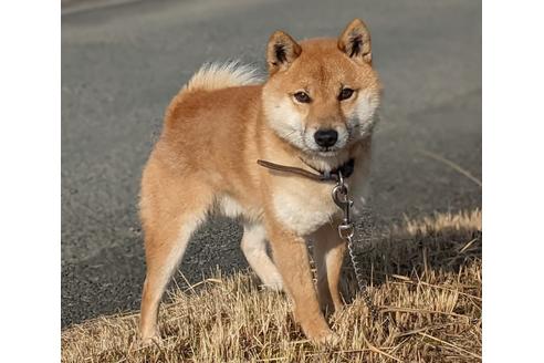 成約済の三重県の柴犬-129889の2枚目