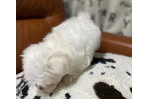 成約済の茨城県のマルチーズ-128443の2枚目