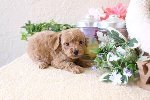 成約済の滋賀県のトイプードル-129907