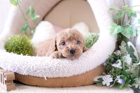 成約済の滋賀県のトイプードル-129907の3枚目