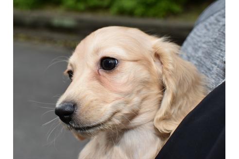 成約済の愛知県のミニチュアダックスフンド(ロングヘアード)-123576の3枚目