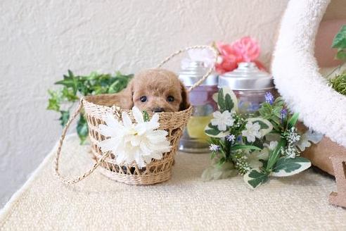 成約済の滋賀県のトイプードル-129911の1枚目