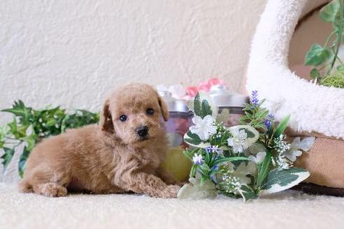 成約済の滋賀県のトイプードル-129911の3枚目