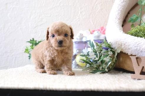 成約済の滋賀県のトイプードル-129913の1枚目