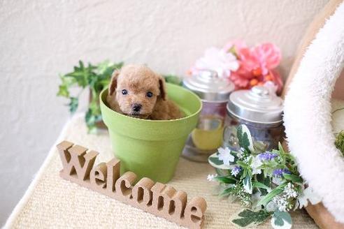 成約済の滋賀県のトイプードル-129913の3枚目