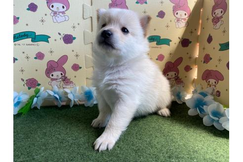 成約済の栃木県のミックス犬-128919の2枚目