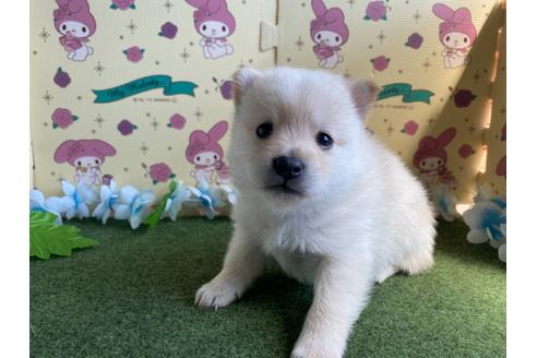 成約済の栃木県のミックス犬-128919の5枚目