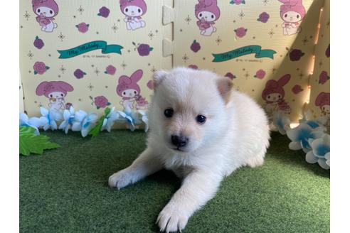 成約済の栃木県のミックス犬-128919の6枚目
