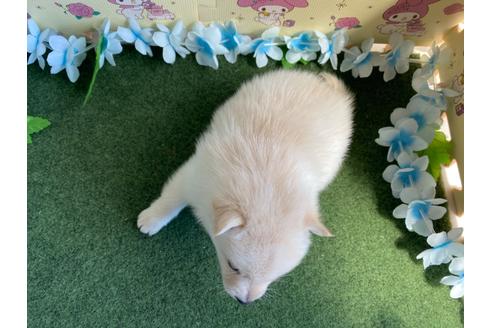 成約済の栃木県のミックス犬-128919の7枚目