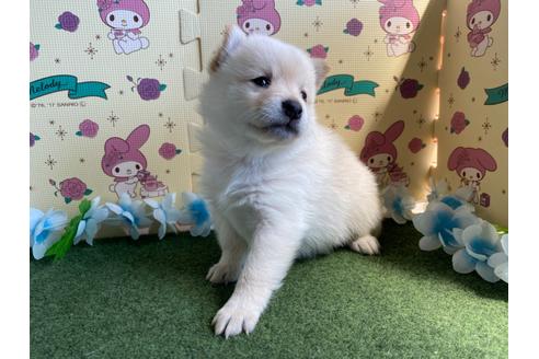 成約済の栃木県のミックス犬-128919の8枚目